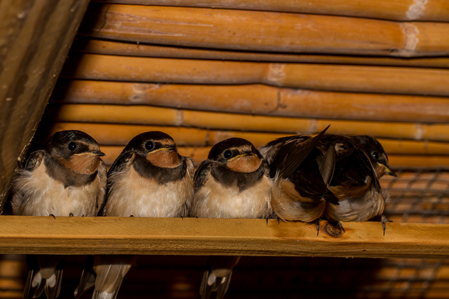 Barn Swallow 0647
