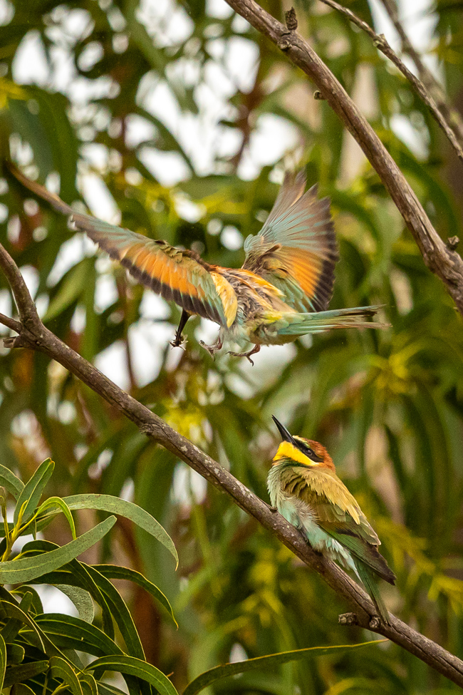 Bee eater 3359