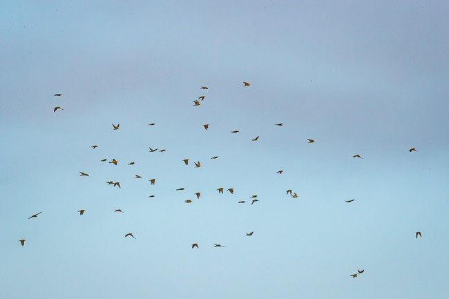 Bee eater flock on migration 69I7966