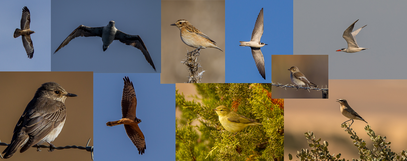 BiP Collage Autumn
