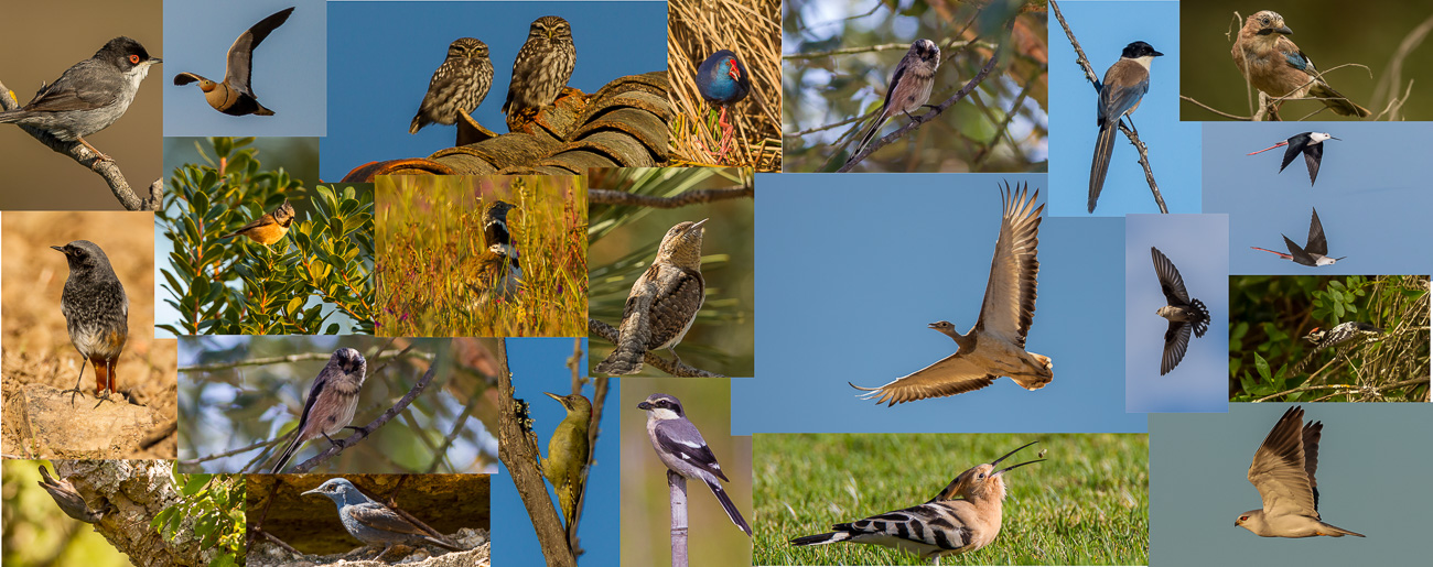 BiP Collage Resident