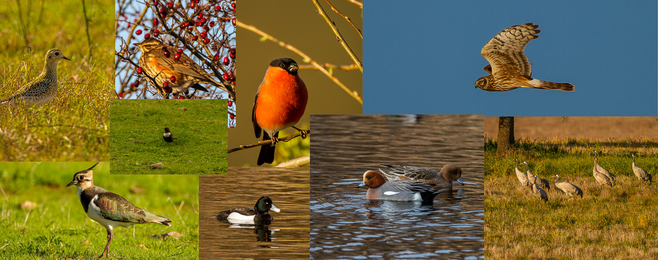 BiP Collage Winter