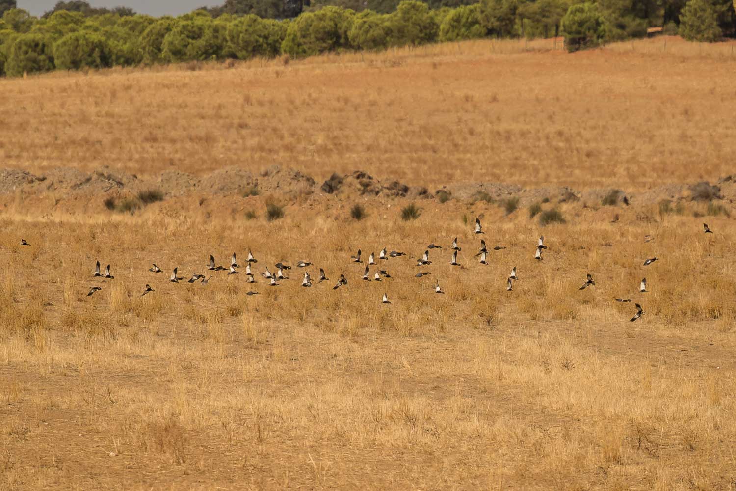 Black-bellied Sandgrouse-9167.jpg