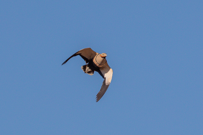 Black bellied Sandgrouse Pterocles orientalis 7101