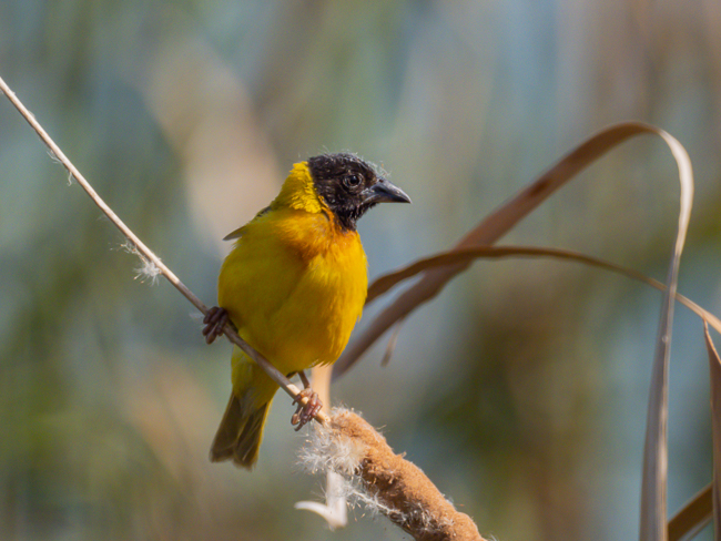Black headed Weaver Ploceus melanocephalus 9140142