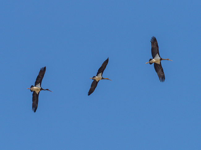 Black Stork Ciconia nigra 9120353