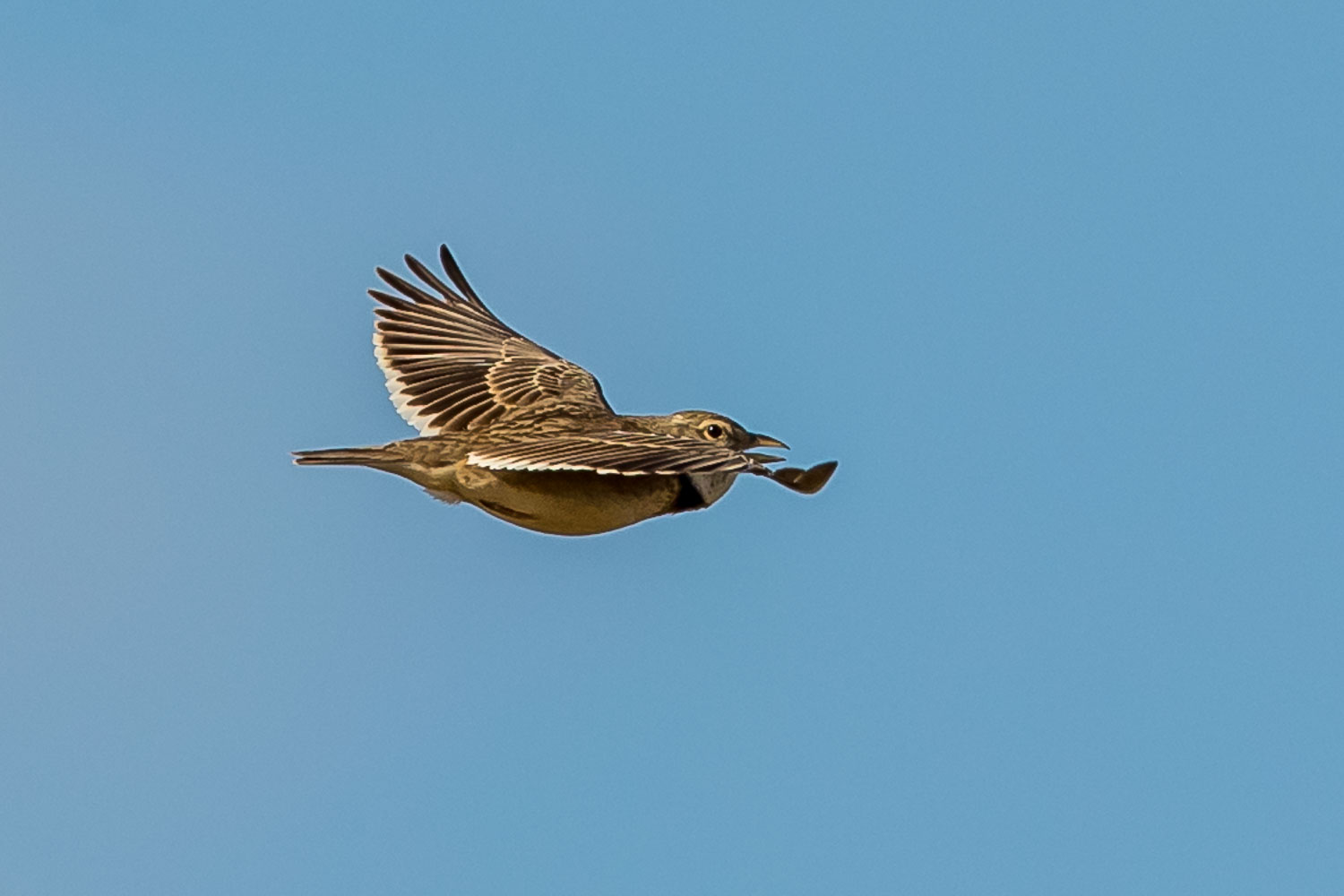 Calandra Lark 4312