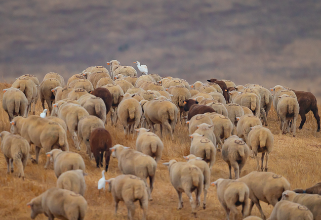 Cattle Egret on flock of sheep 7754