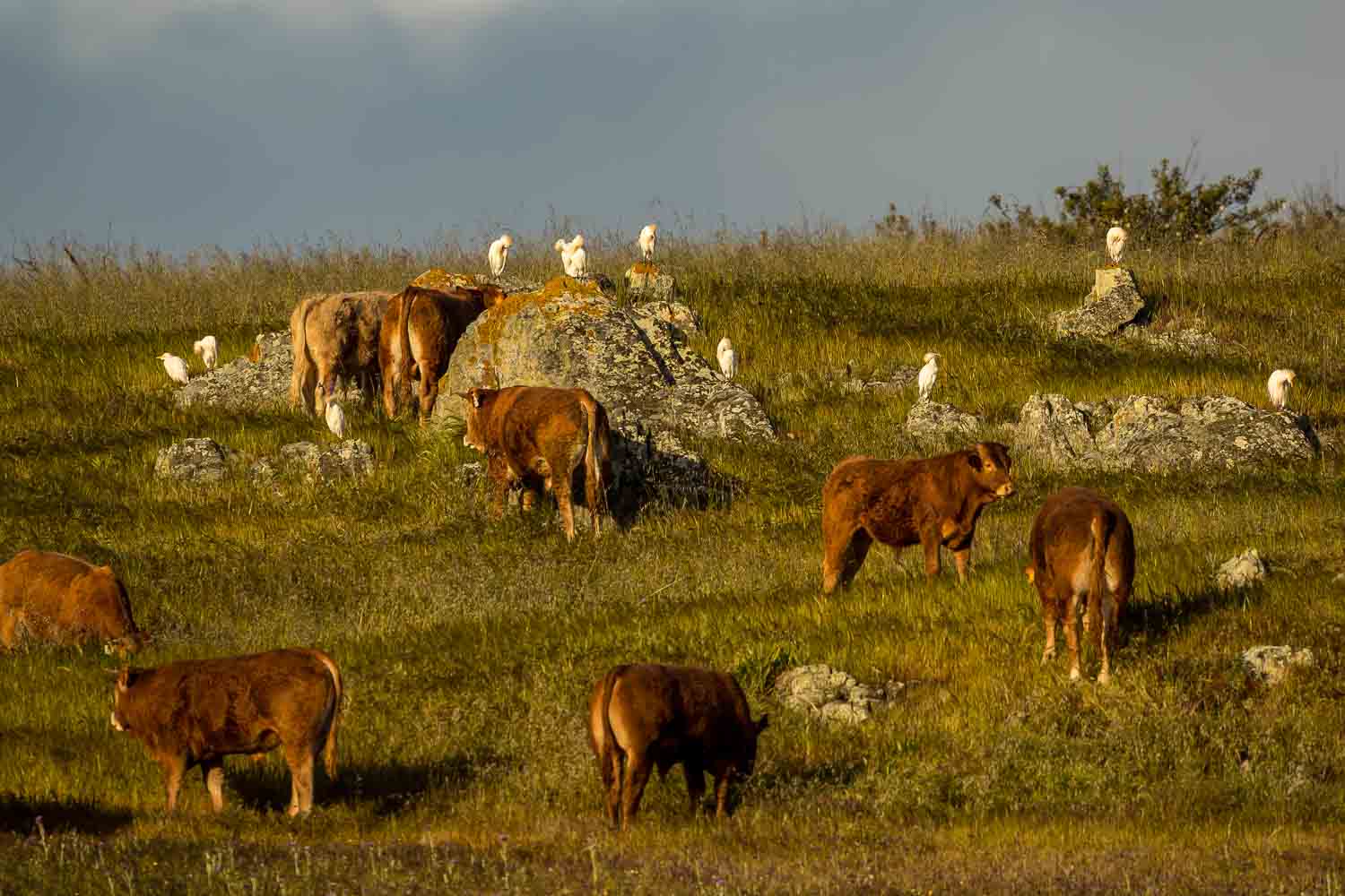 Cattle and Cattle Egrets 4292