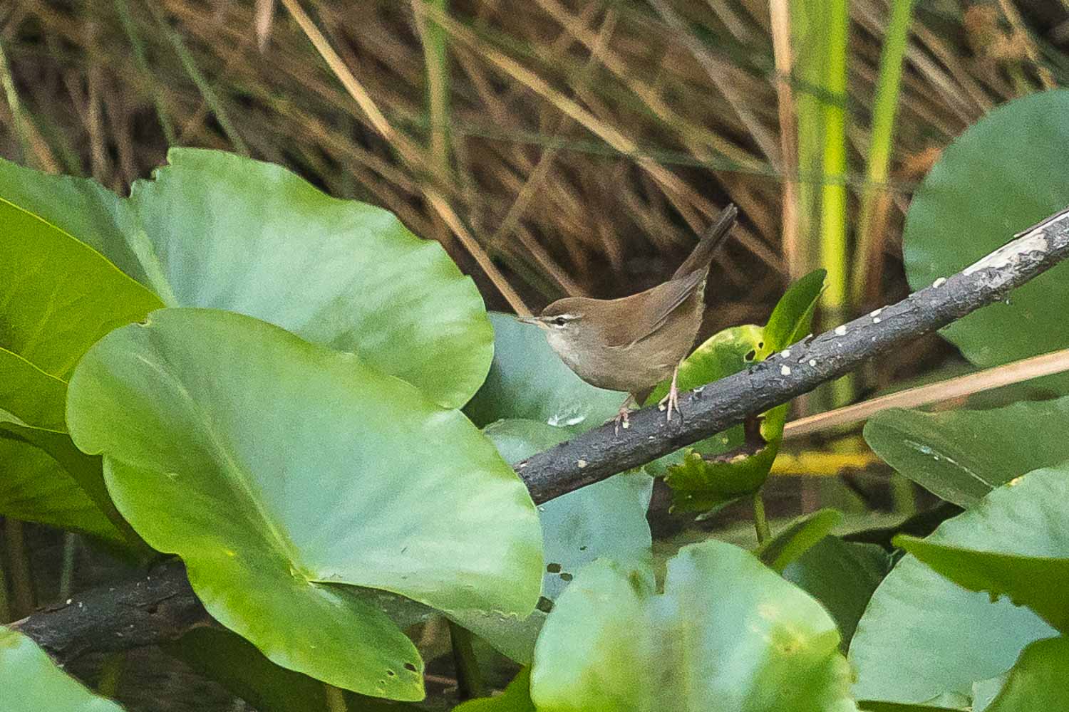 Cetti's Warbler-8576.jpg