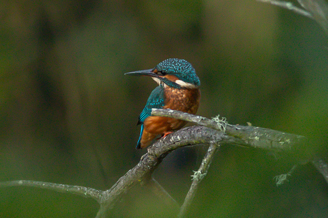 Common Kingfisher Alcedo atthis 6636