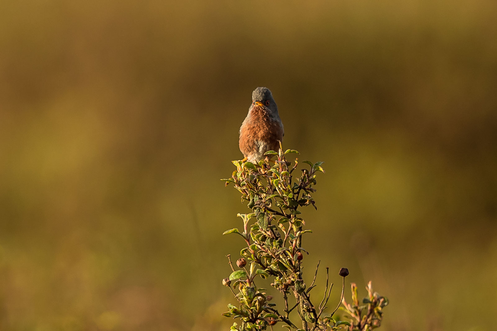 Dartford Warbler-7052.jpg