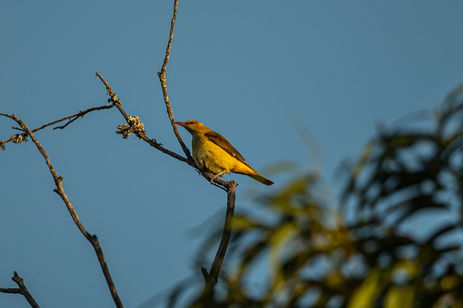 Eurasian Golden Oriole 7750