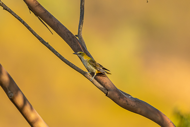Eurasian Golden Oriole 7755