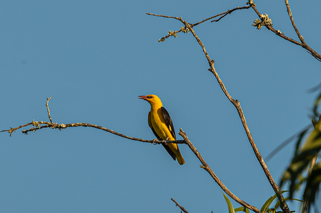 Eurasian Golden Oriole 7764