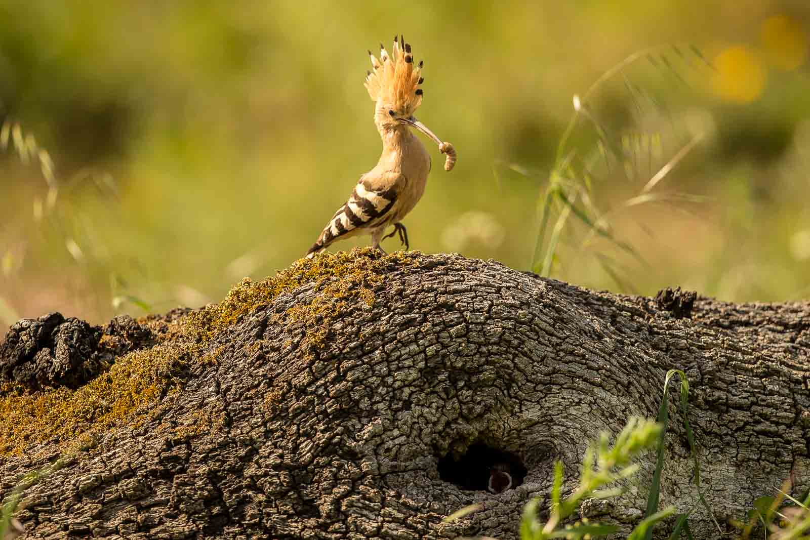 Eurasian Hoopoe-6925.jpg