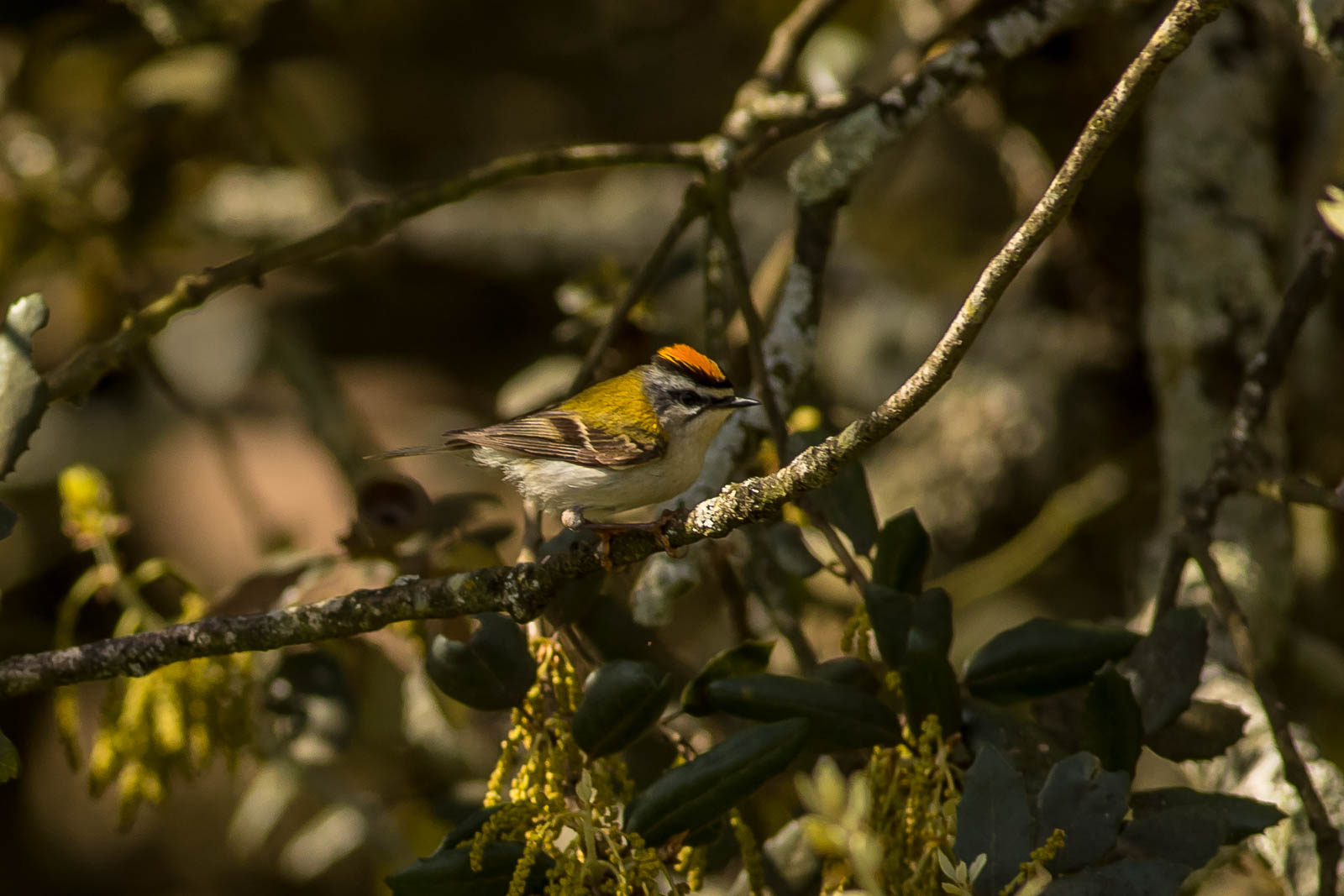 Firecrest-6271.jpg