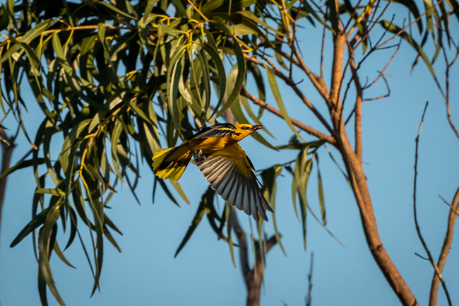 Golden Oriole 3519