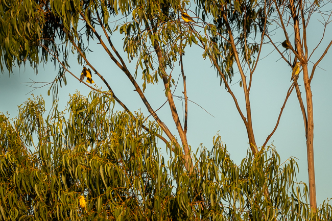 Golden Orioles 3546