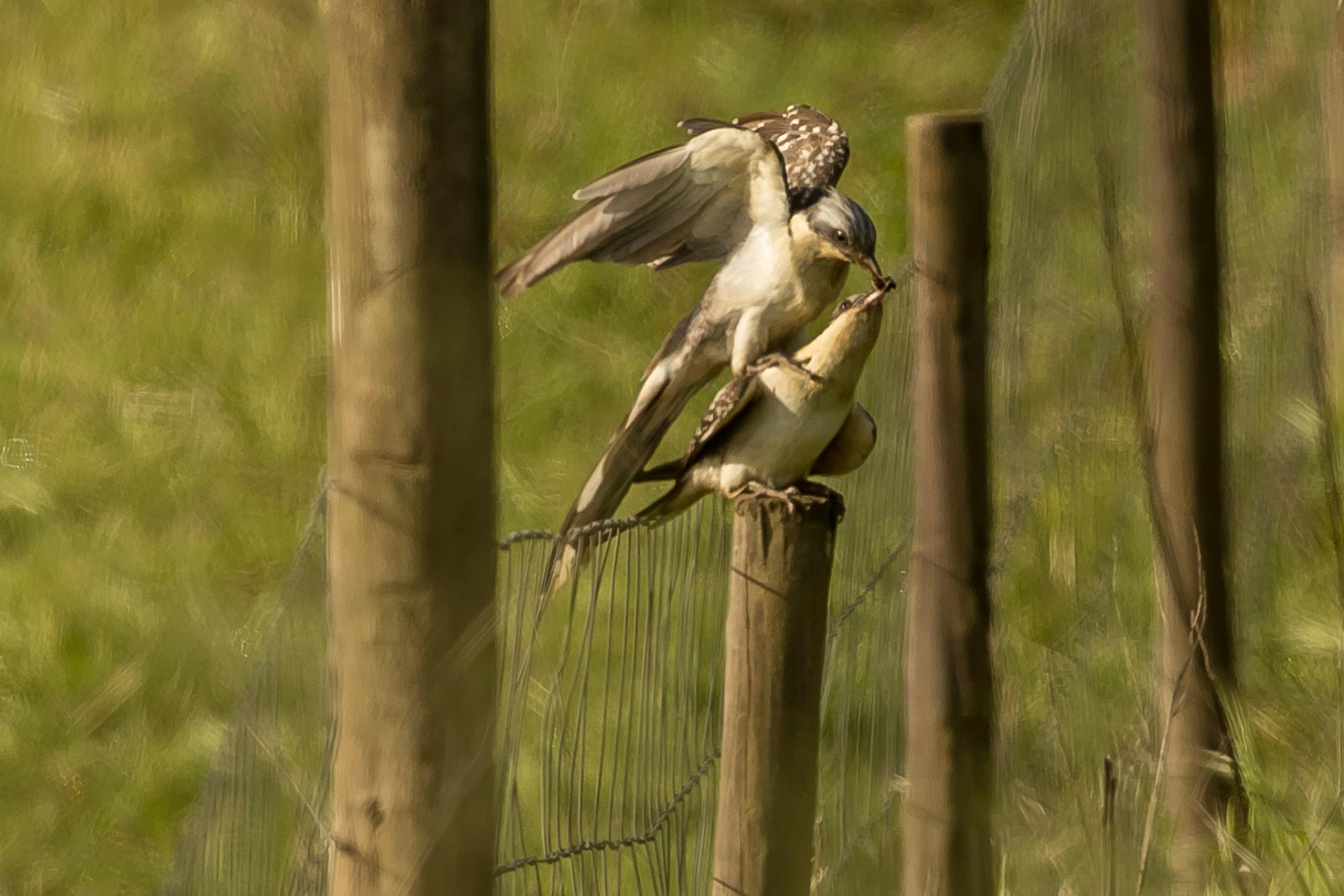 Great Spotted Cuckoo-6481.jpg