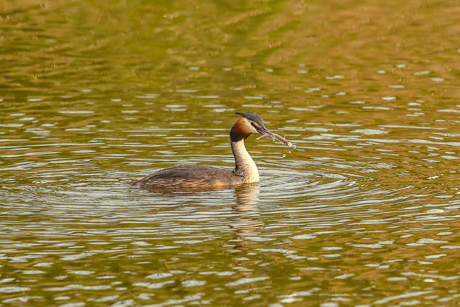 Grebe 3523