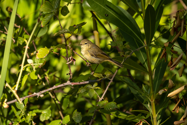 Iberian Chiffchaff 2588