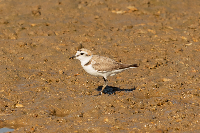 Kentish Plover Charadrius alexandrinus 8055