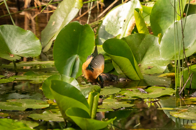 Kingfisher 3866