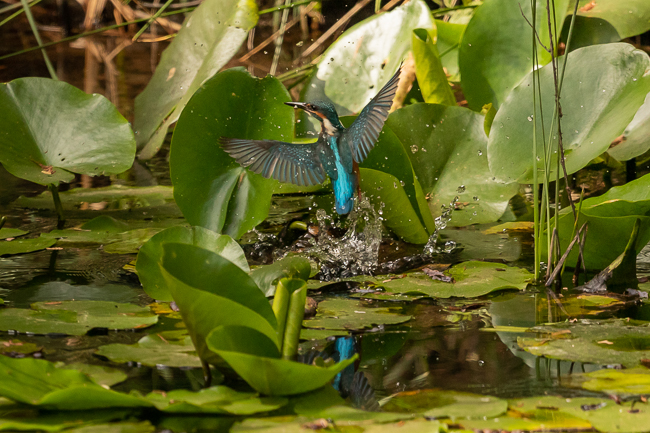 Kingfisher 3869