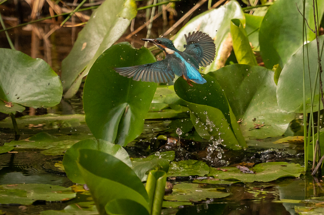 Kingfisher 3870