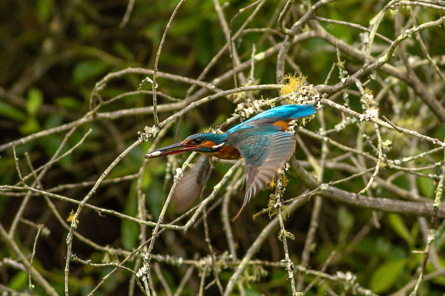 Kingfisher 6407