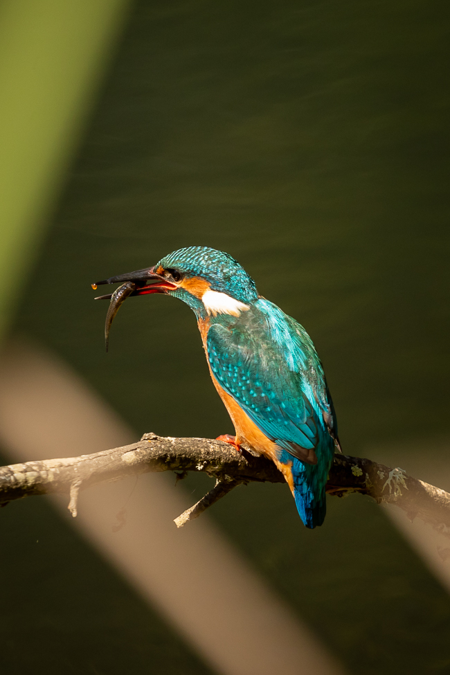 Kingfisher with fish 2737