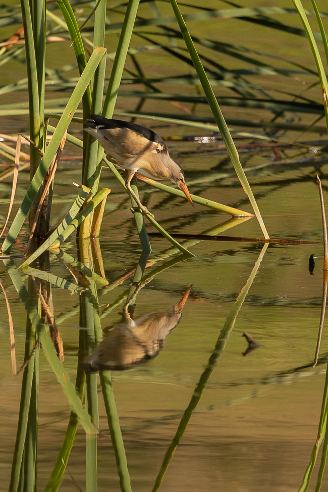 Little Bittern Ixobrychus minutus 7984