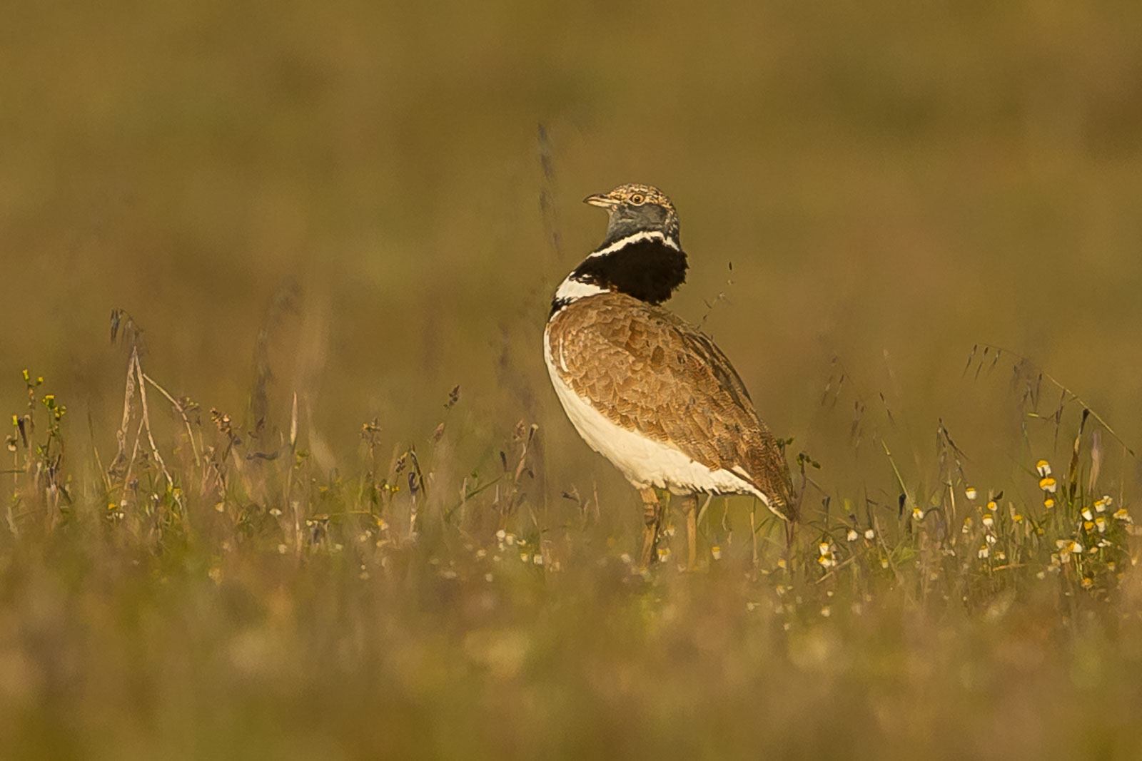 Little Bustard-5747.jpg