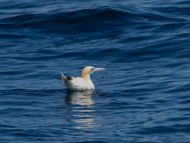 Northern Gannet Morus bassanus 9110624