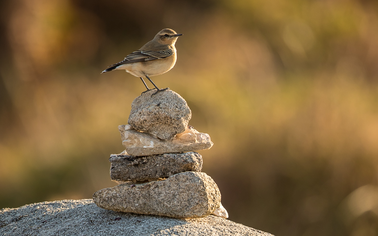 Northern Wheatear B69I2415