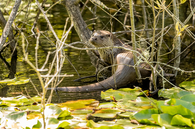 Otter 7979