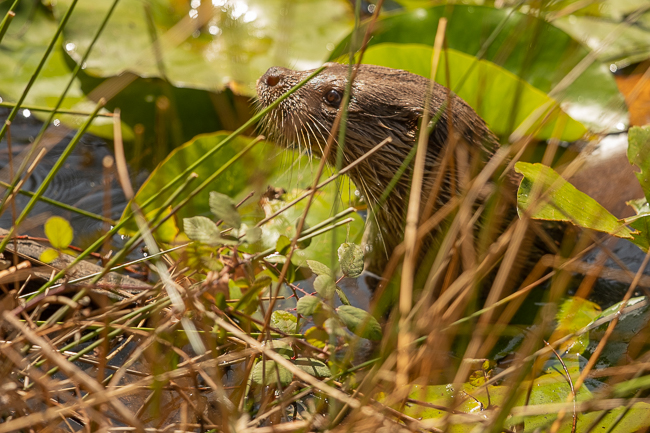 Otter 8011