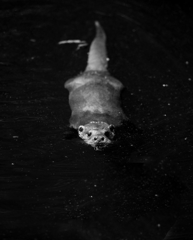 Otter 8058