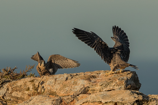 Peregrine Falcon Falco peregrinus 7449