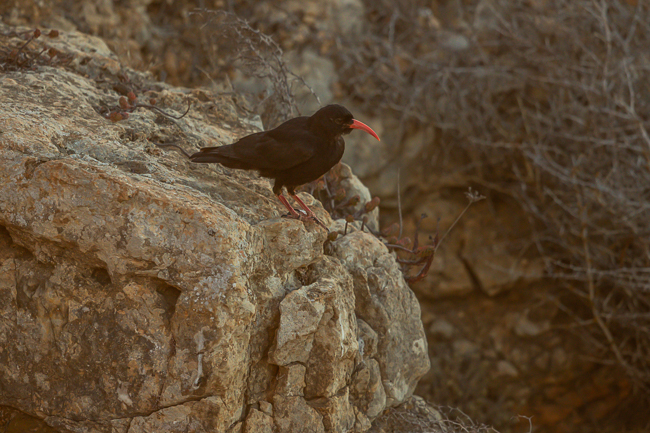 Red billed Chough Pyrrhocorax pyrrhocorax 9711