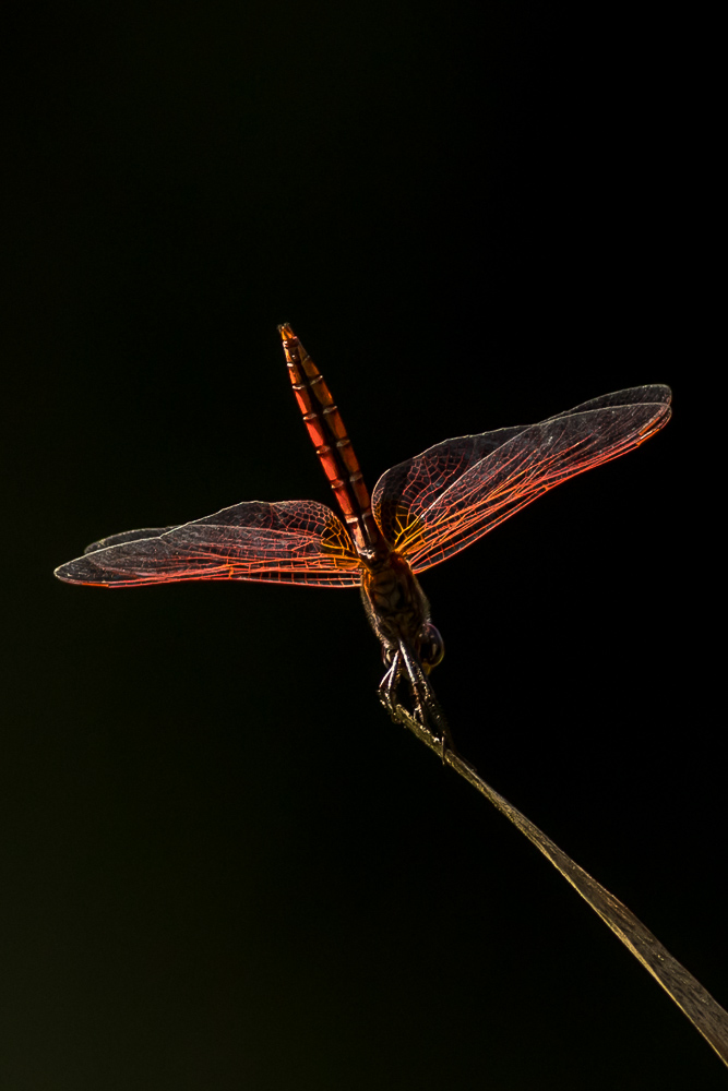 Red-veined Darter-0269.jpg