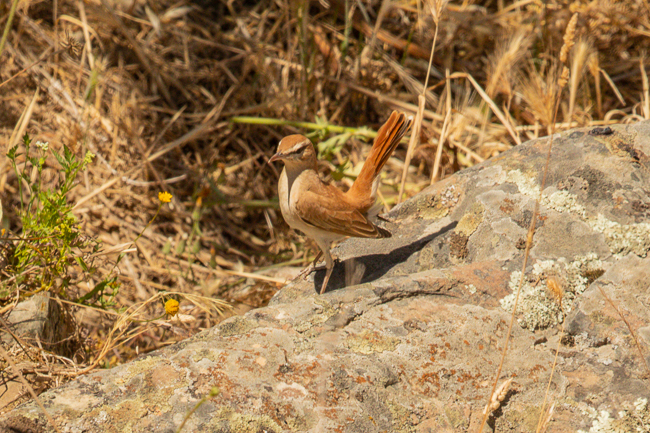 Rufous Bush Robin Cercotrichas galactotes 7255
