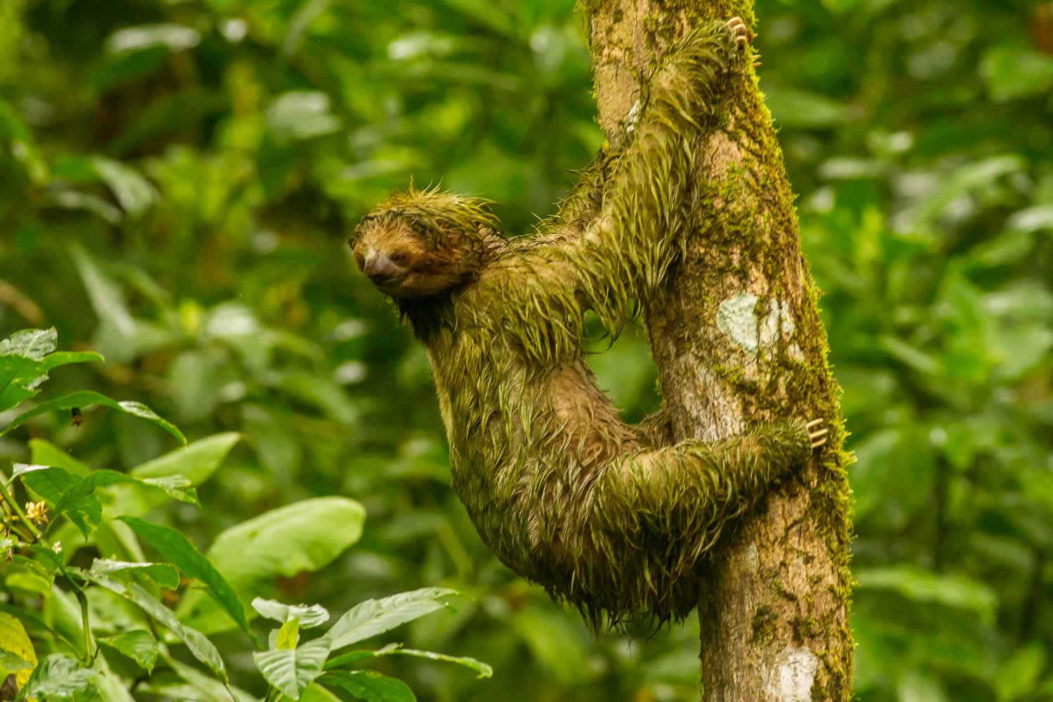 Sloth 7188