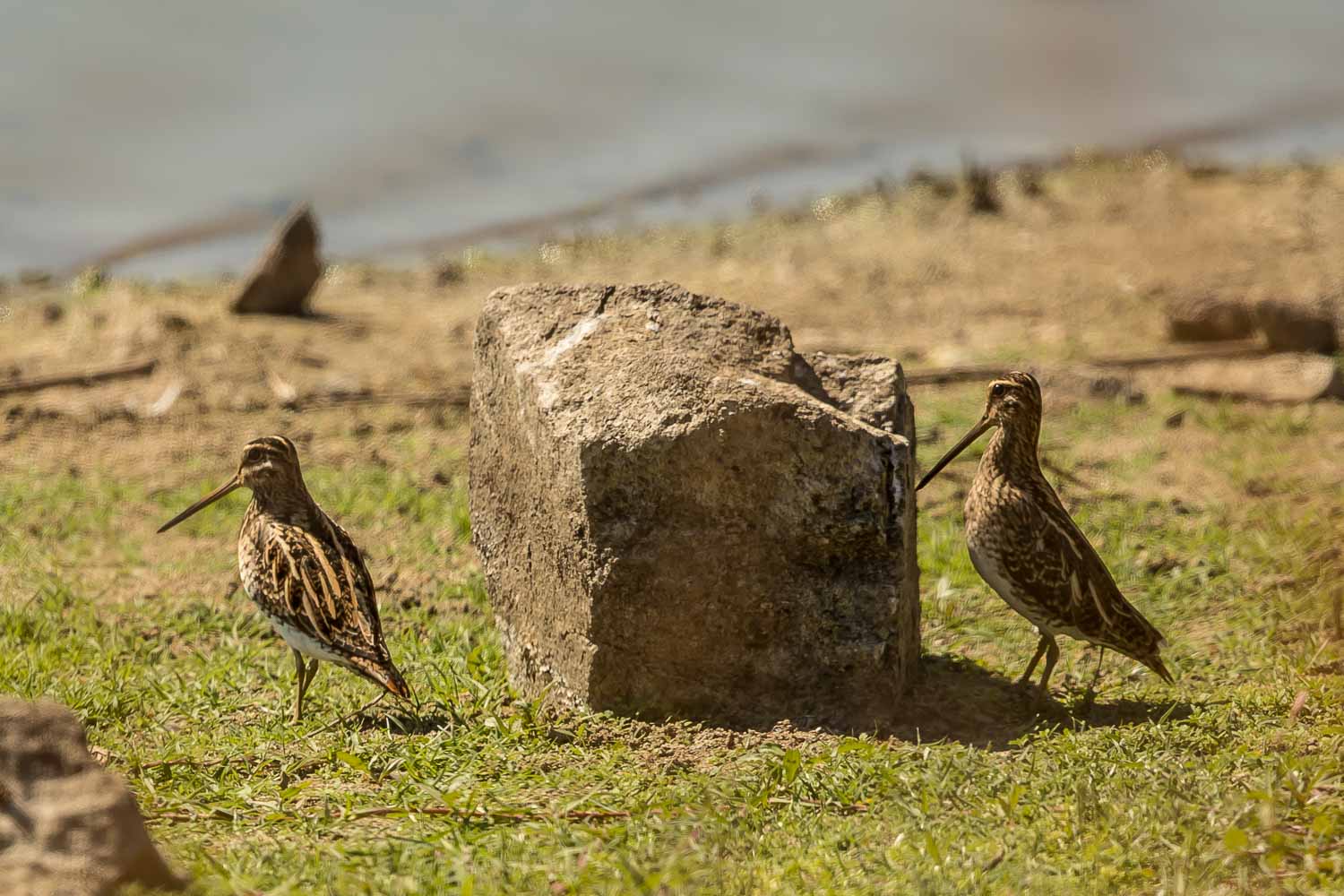 Snipe-9221.jpg