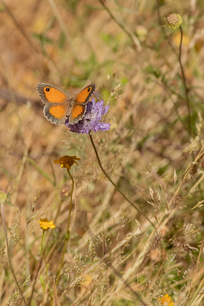 Southern Gatekeeper Pyronia cecilia 6905