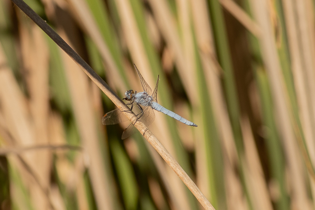 Southern Skimmer Orthetrum brunneum 6913