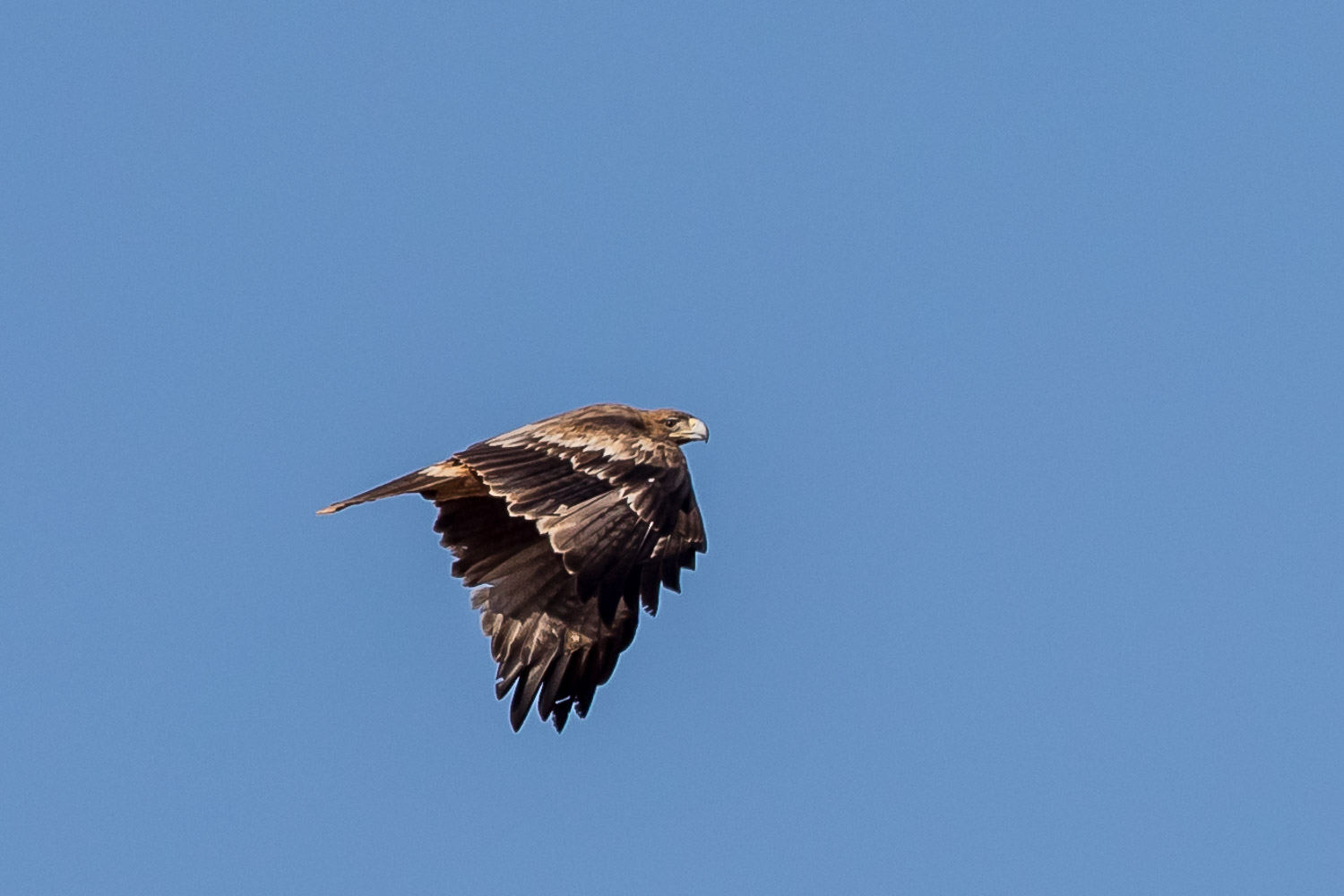 Spanish Imperial Eagle-9057.jpg