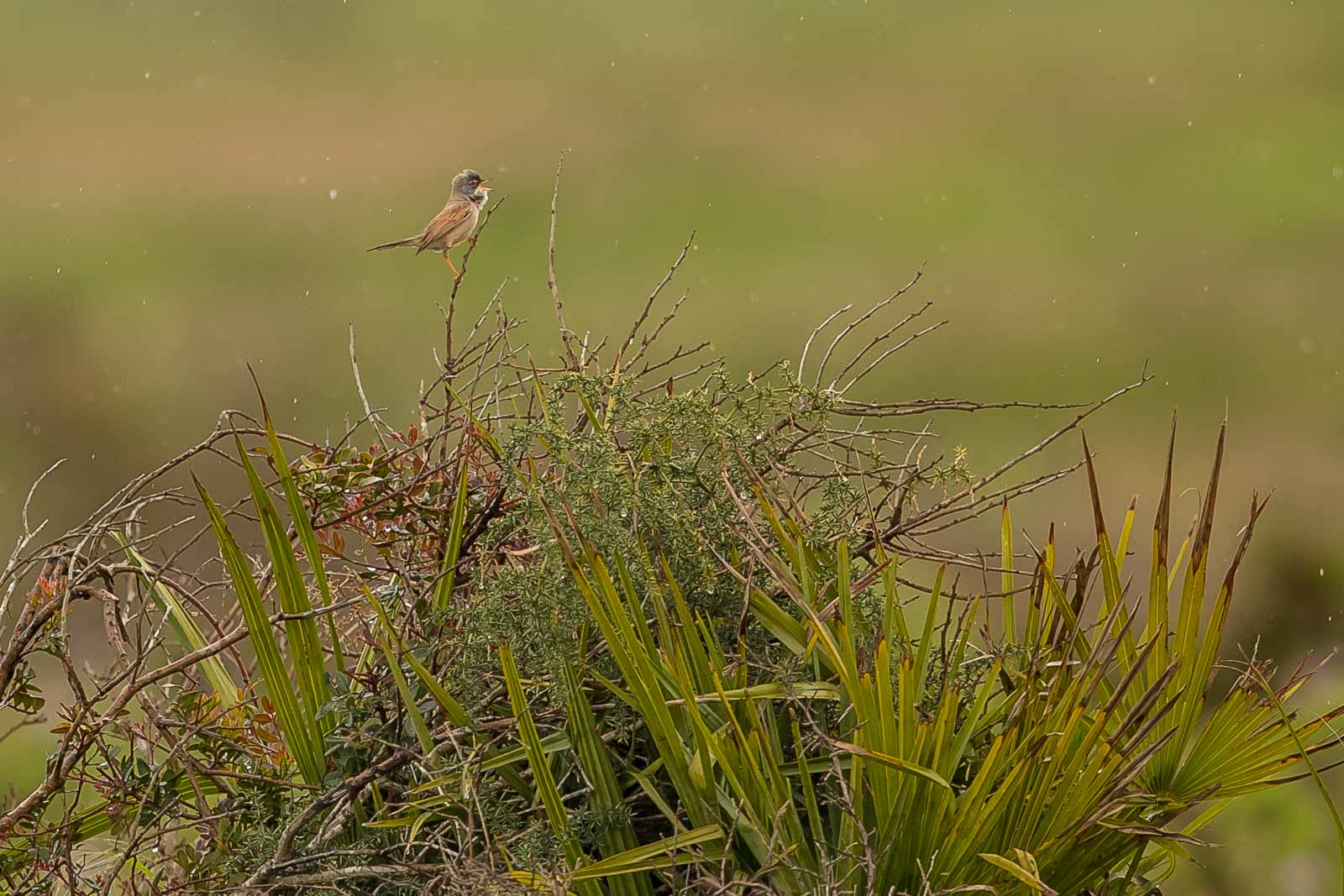 Spectacled Warbler-7171.jpg