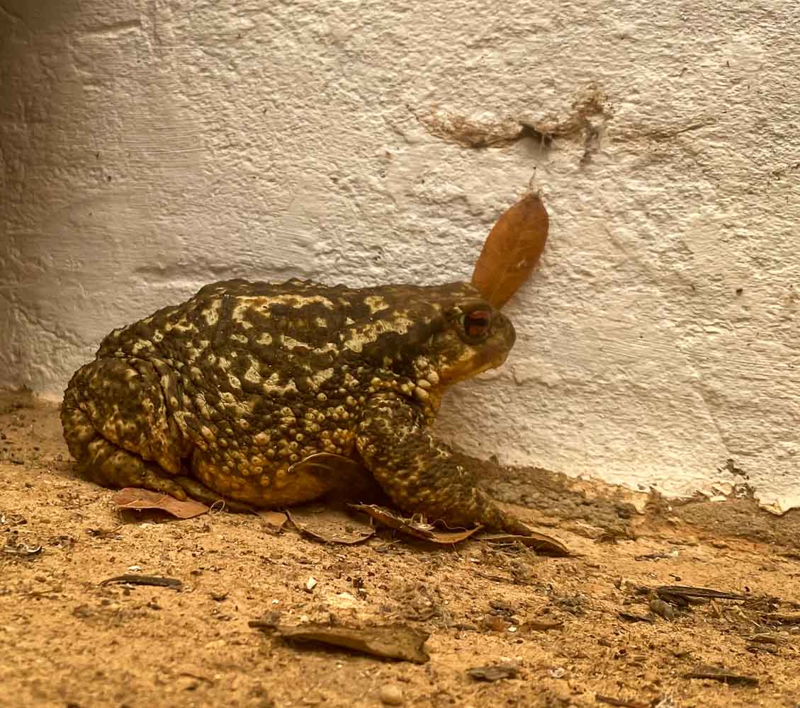 Spiny Toad
